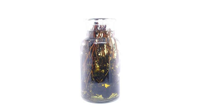 Thyme tincture, photo 6