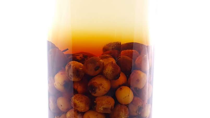 Tincture of fresh hawthorn berries, photo 5