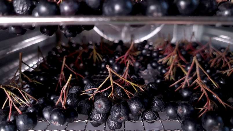Drying aronia fruits in a dehydrator, photo 4