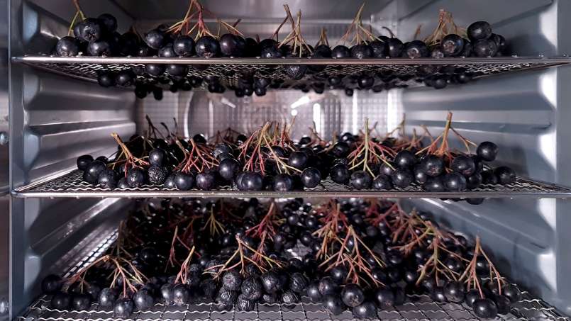 Drying aronia fruits in a dehydrator, photo 5