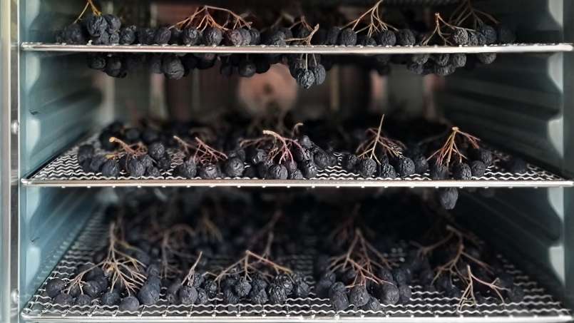 Drying aronia fruits in a dehydrator, photo 6