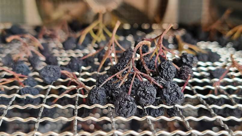 Drying aronia fruits in a dehydrator, photo 7