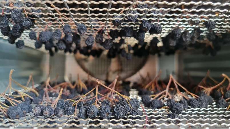 Drying aronia fruits in a dehydrator, photo 8
