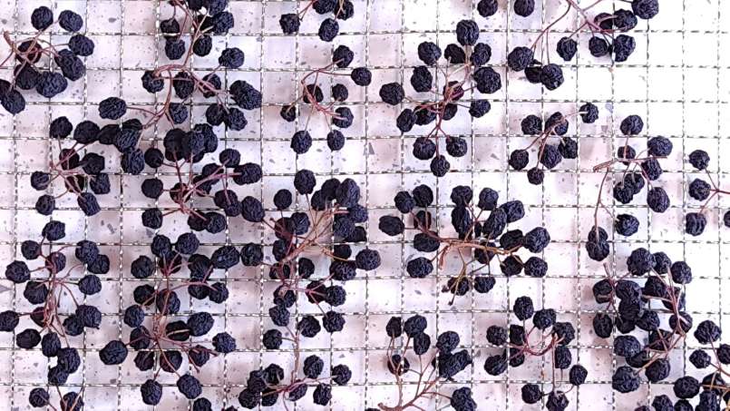 Drying aronia fruits in a dehydrator, photo 9
