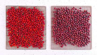 Drying rose hips in a dehydrator for the preparation of rosehip teas or powder