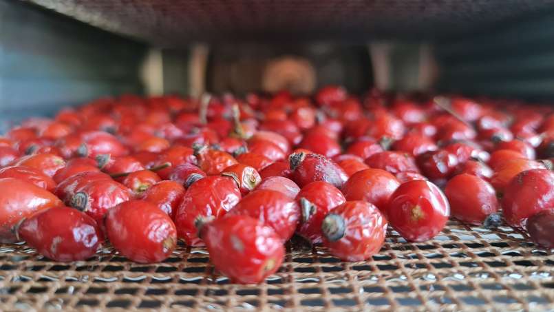 Drying rose hips in a dehydrator for the preparation of rosehip teas or powder, photo 2