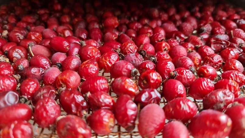 Drying rose hips in a dehydrator for the preparation of rosehip teas or powder, photo 3