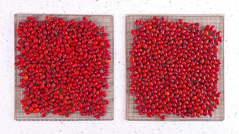 Drying rose hips in a dehydrator for the preparation of rosehip teas or powder, photo 4