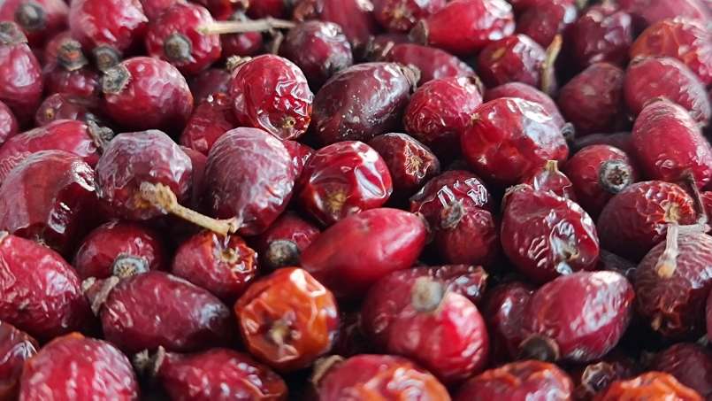 Drying rose hips in a dehydrator for the preparation of rosehip teas or powder, photo 6