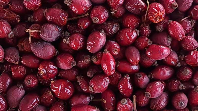 Drying rose hips in a dehydrator for the preparation of rosehip teas or powder, photo 7