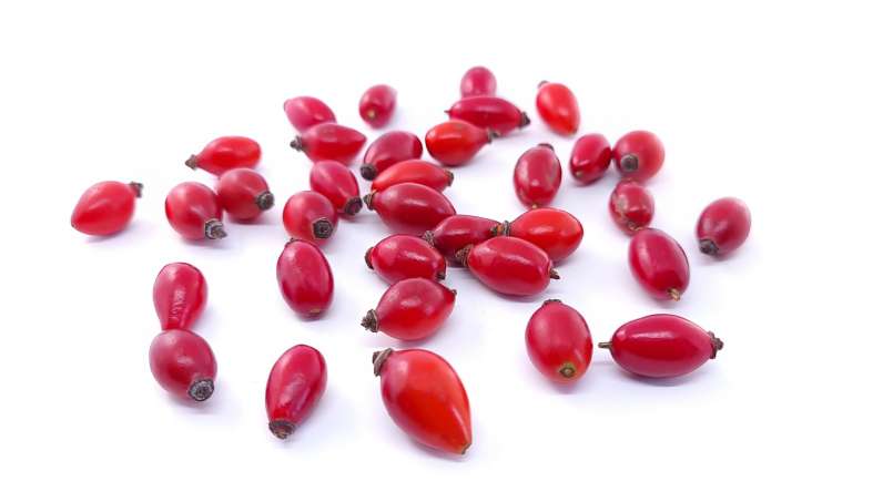 Drying rose hips in a dehydrator for the preparation of rosehip teas or powder, photo 8