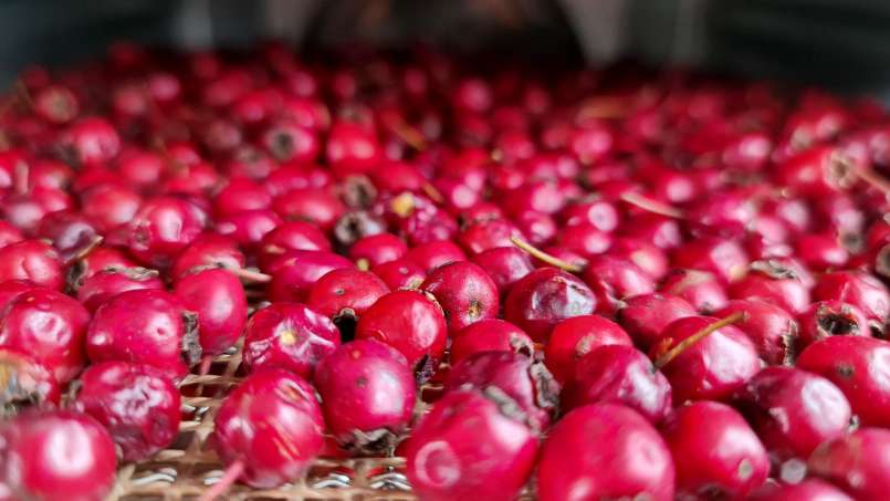 Hawthorn fruit dehydration, for tea, photo 6