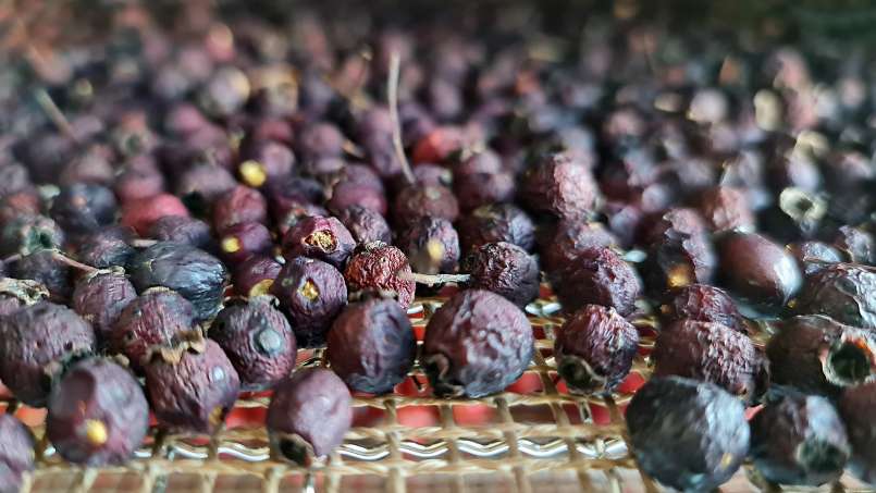 Hawthorn fruit dehydration, for tea, photo 7
