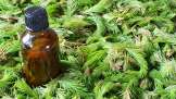 Pine buds tincture