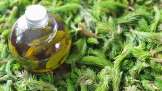 Pine buds oil