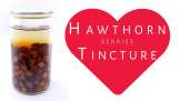 Tincture of fresh hawthorn berries